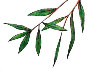 Bamboo Love | Short Story by Krista Suh | Bamboo Illustration by Aurora Lady
