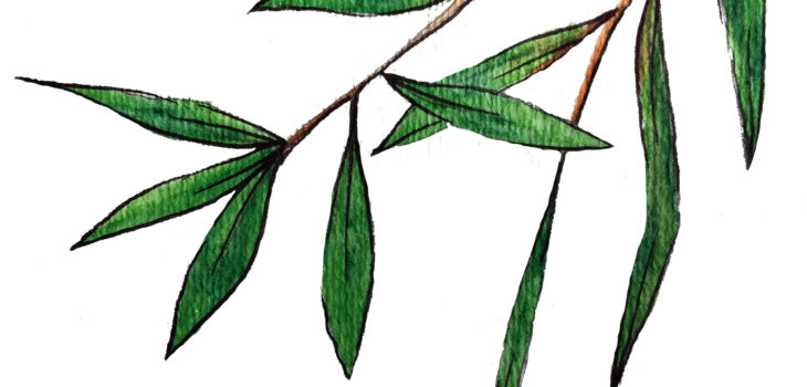 Bamboo Love | Short Story by Krista Suh | Bamboo Illustration by Aurora Lady